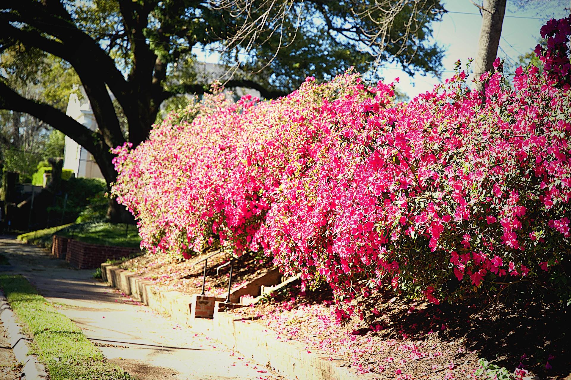 Azaleas cascading along Natchez sidewalk