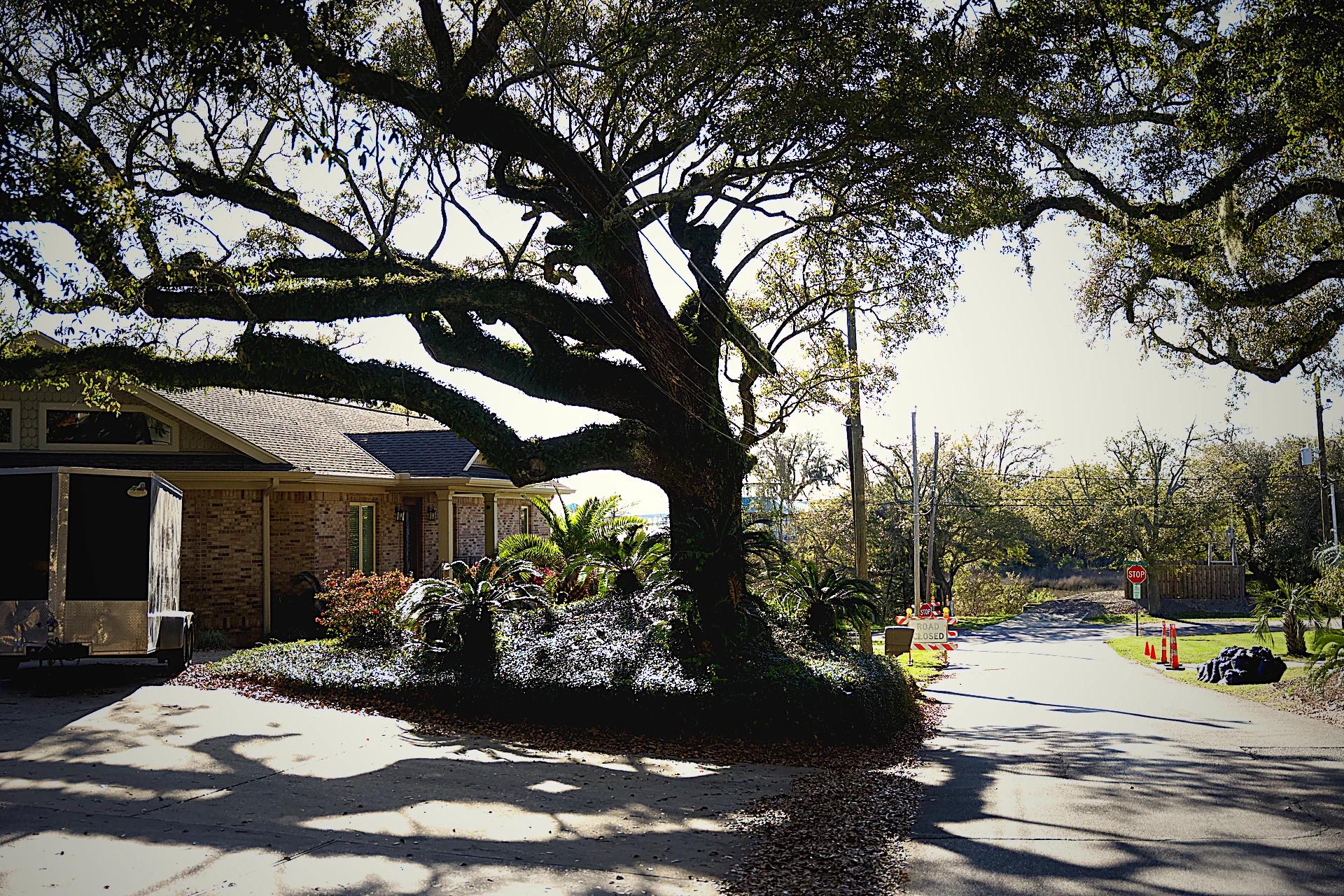 Live oak canopy over Ocean Springs